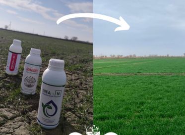 Пшеничное поле, подкормленное продукцией Bereket Agro